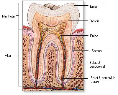 Pengertian Struktur Fungsi Dan Jenis Gigi Special Pengetahuan