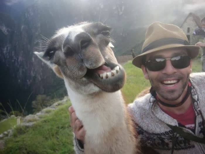 ... with humans (35 pics), animal selfies, funny animal pics, animal selfy