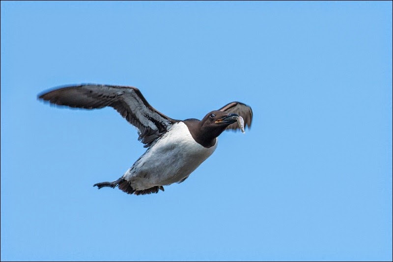 Guillemot