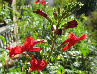 Tecoma capensis Big Red