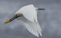 Vernon Chalmers Photography Little Egret in Flight Canon EOS 7D Mark II