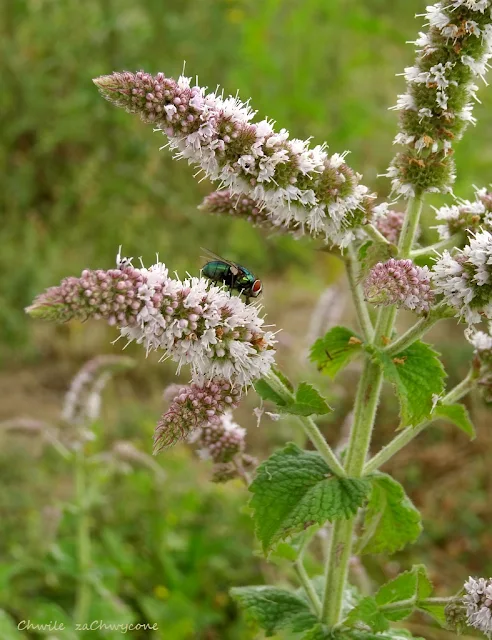 mięta wonna Mentha suaveolens