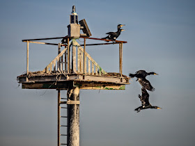 Photo of cormorants on a navigation mark in the Solway Firth