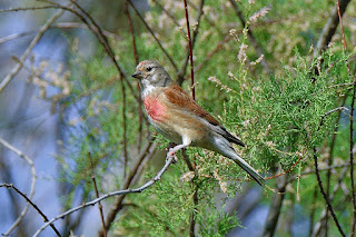 pardillo-comun-carduelis-cannabina-posado-en-rama-