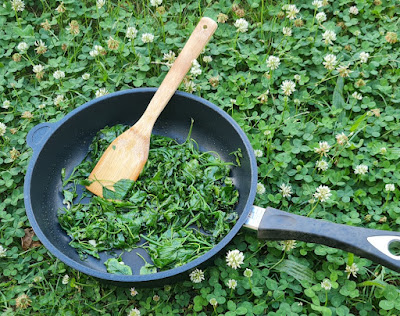 Gänsefuß oder Melde; in der Pfanne sautiert