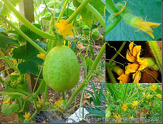 cucumber apples