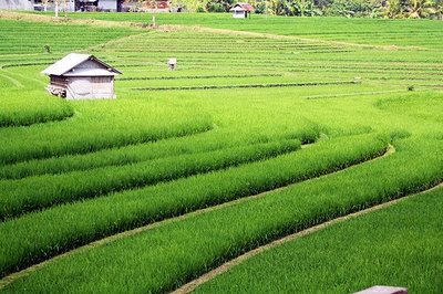  Gambar  Sawah Indah dan Sejuk Lucu dan Keren