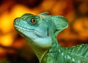 Amazing Pictures of Animals, Photo, Nature, Incredibel, Funny, Zoo, Common basilisk, Basiliscus basiliscus, Reptil, Alex (17)