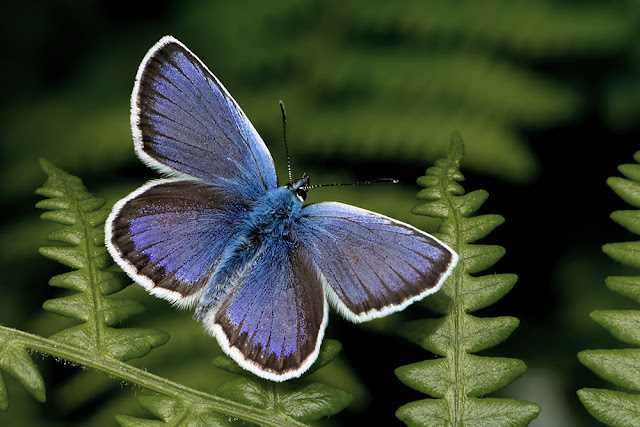 Plebejus argus the Silver-studded Blue butterfly