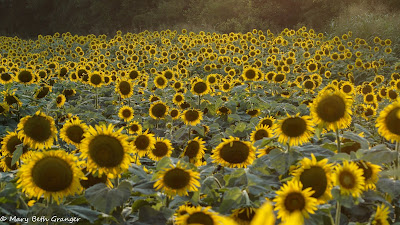 Field of Sunflowers photo by mbgphoto