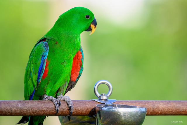 An Bui 2024 HCMC - Eclectus Parrot (Vẹt Eclectus)