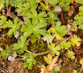 Small-flowered Crane's-bill, Geranium pusillum.  Farnborough Crescent, Hayes, 18 April 2016.