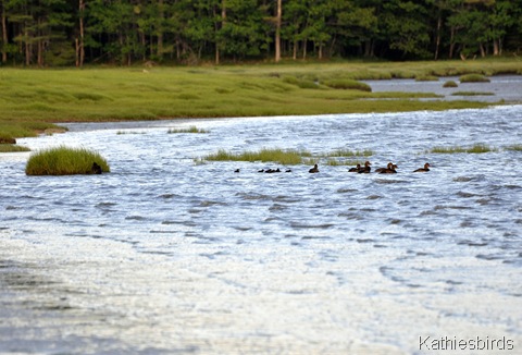 3. eiders-kab