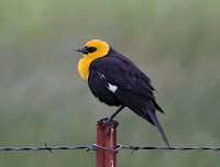 Yellow-headed Blackbird