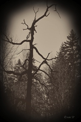 HauntedTree-HeartlandBurn.jpg