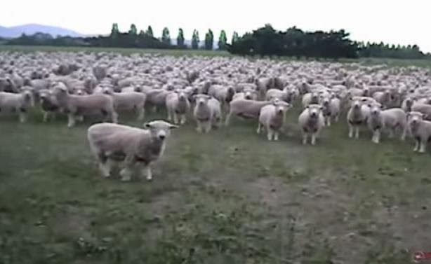 Βοσκός μιλάει με το ....κοπάδι του και τα πρόβατα βγάζουν μπροστά και ....εκπρόσωπο τους!!!!