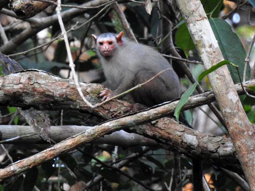 O desafio da conservação do Mico rondoni, o primata endêmico de Rondônia