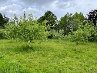 orchard - trees and grass