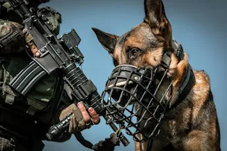 كلب تابع لوحدة (عوكيتس) .. وحدة الكلاب البوليسية التابعة لجيش الاحتلال الإسرائيلي