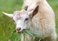 Cara Ternak Kambing yang Menguntungkan Tanpa Ngarit