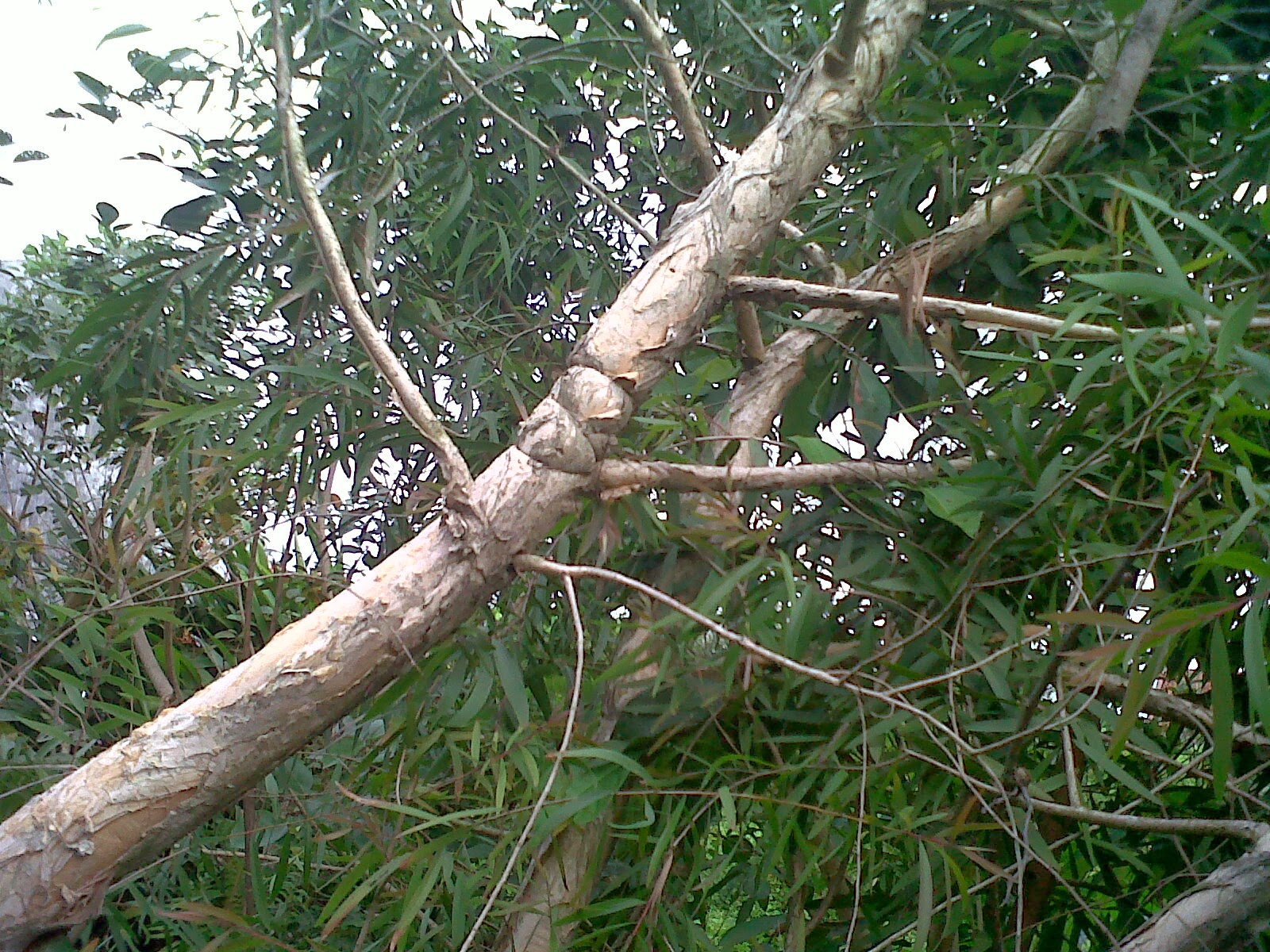 Tanaman Hias Dan Pohon  Pelindung POHON  KAYU  PUTIH