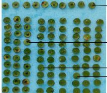 Biocontrol of black pod disease in Côte d’Ivoire through the selection of cocoa tree (Theobroma cacao L.) endophytic bacteria antagonist of Phytophthora spp.