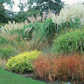 Perennial Ornamental Grasses