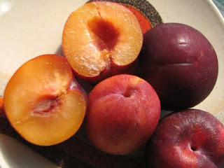 Pluot Fruit Pictures