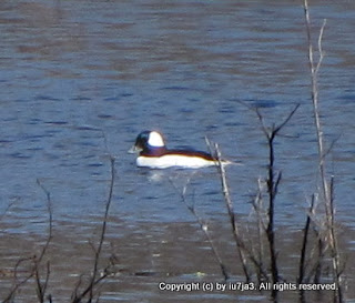 Bufflehead