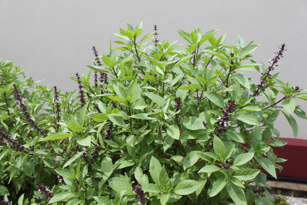 LI NA HERBS: LEMON BASIL: KEMANGI