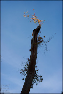 naturaleza,arbol,luz,sol,atardecer,valencia