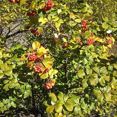 Ария греческая / Рябина греческая / Рябина мигарийская (Aria graeca, =Sorbus graeca, =Sorbus migarica)