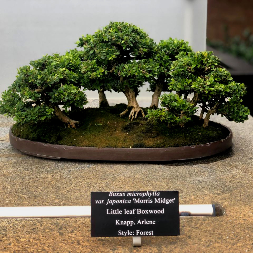 Foto Bonsai Buxus Microphylla