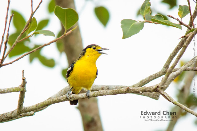 Common Iora