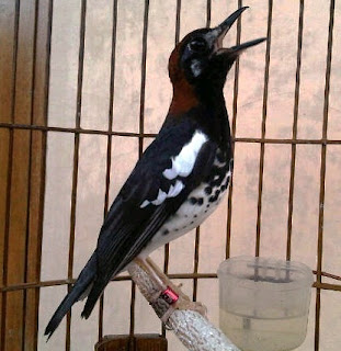 Birds Anis Kembang: Characteristics and how to distinguish Anis Kembang Males And Females of his behavior