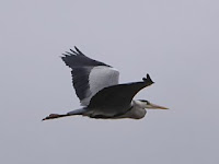 Ardea cinerea