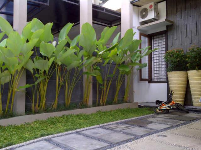 Pohon Pisang Kalatea Heliconia Calatea Pohon Pisang Kipas Berbakat Taman  Landscape The 