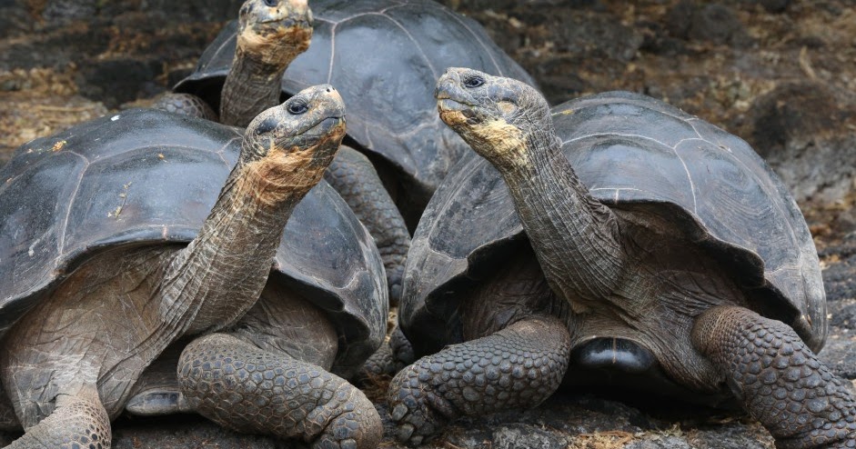 Baby Tortoises Appeared In The Galapagos Islands For The First Time In A Century