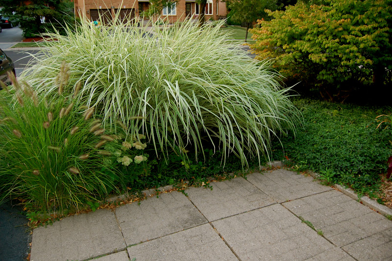 Landscaping Tall Grass