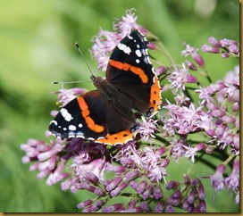 Vanessa atalanta