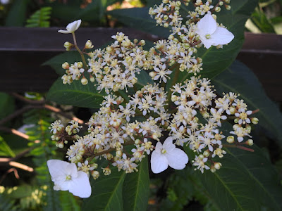 華八仙的花序