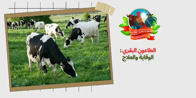 الطاعون البقري : الوقاية والعلاج