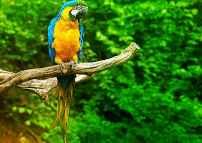 PARROT HD WALLPAPER FREE DOWNLOAD 62