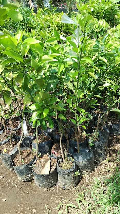 bibit jeruk dekopon okulasi tanaman terlaris Sumatra Utara
