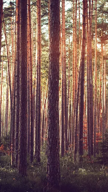 Forest iphone Wallpaper