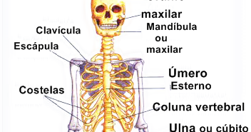 Ossos do corpo humano nomes e imagens Blogodorium