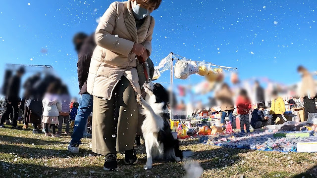 保護犬 ボーダーコリー トーマ イオンモール幕張新都心