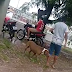 PITBULL SOLTO NA RUA ATACA E MATA GATA NO MUNICÍPIO DE MACAPÁ 