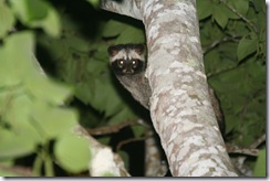 Common palm civet (Paradoxurus hermaphroditus)