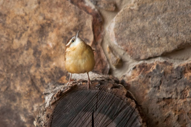 Carolina Wren